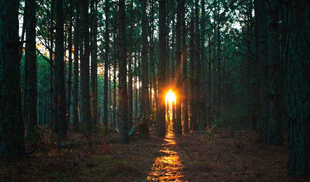 Ścieżka w lesie o zachodzie słońca, symbolizująca drogę do zrozumienia siebie