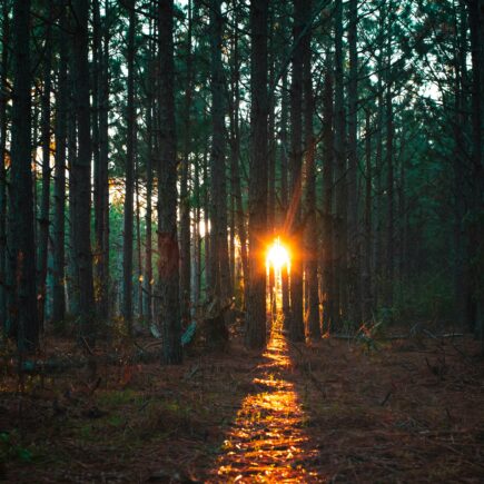 Ścieżka w lesie o zachodzie słońca, symbolizująca drogę do zrozumienia siebie